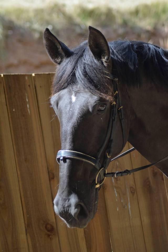 Gelding PRE Pure Spanish Bred For sale 2018 Dark Bay