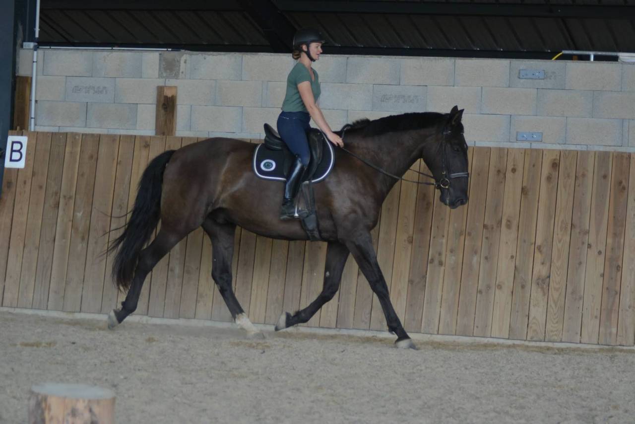 Gelding PRE Pure Spanish Bred For sale 2018 Dark Bay