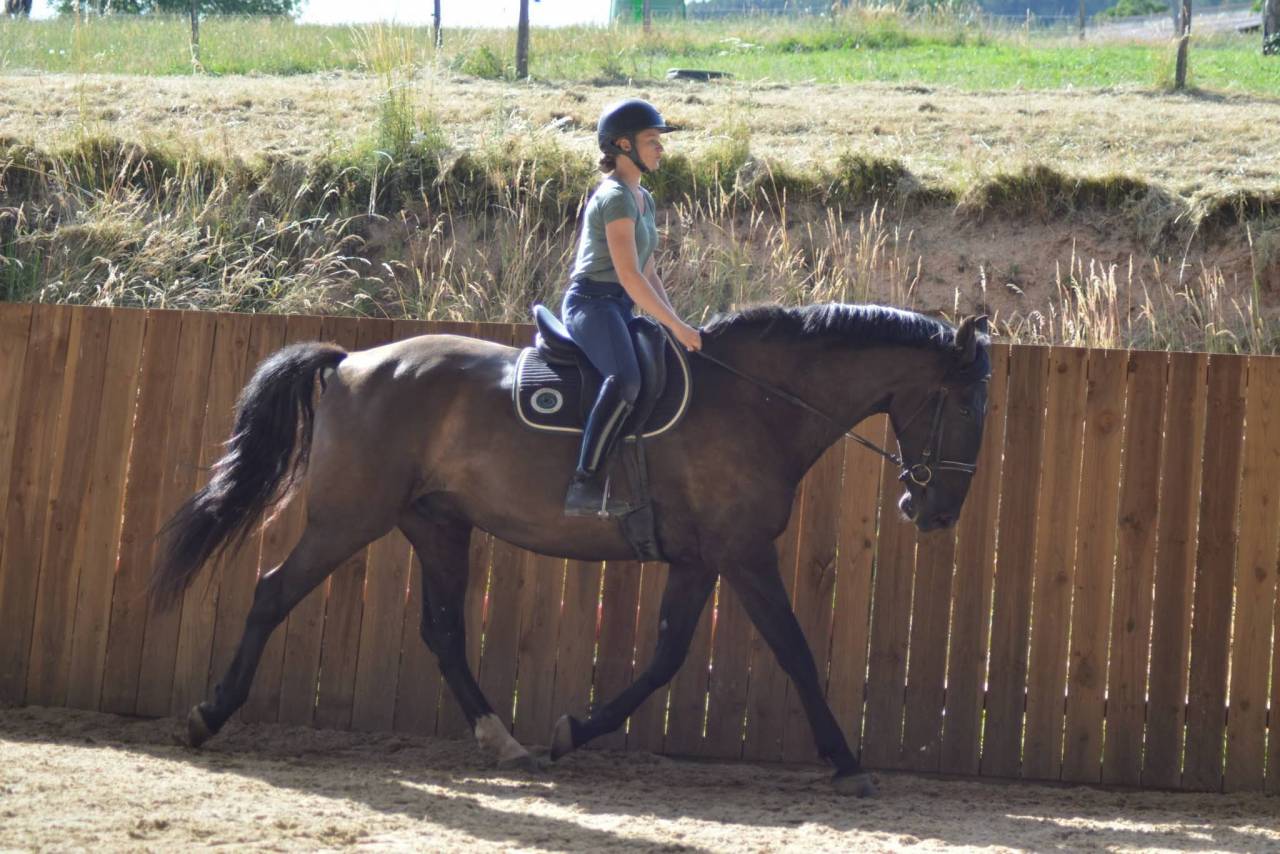 Gelding PRE Pure Spanish Bred For sale 2018 Dark Bay