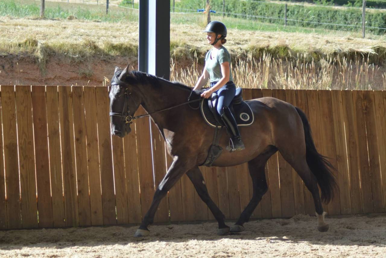 Gelding PRE Pure Spanish Bred For sale 2018 Dark Bay