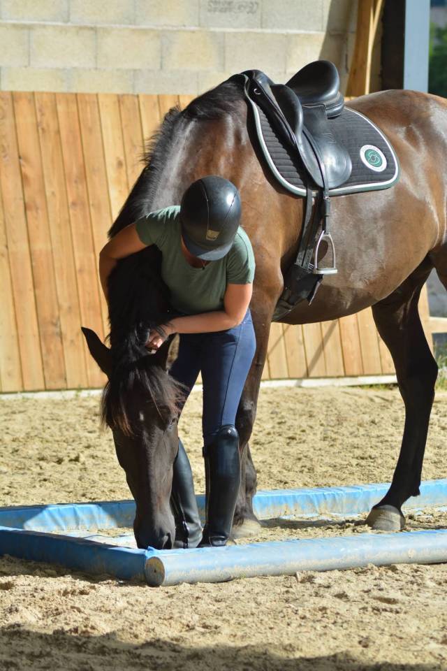 Gelding PRE Pure Spanish Bred For sale 2018 Dark Bay