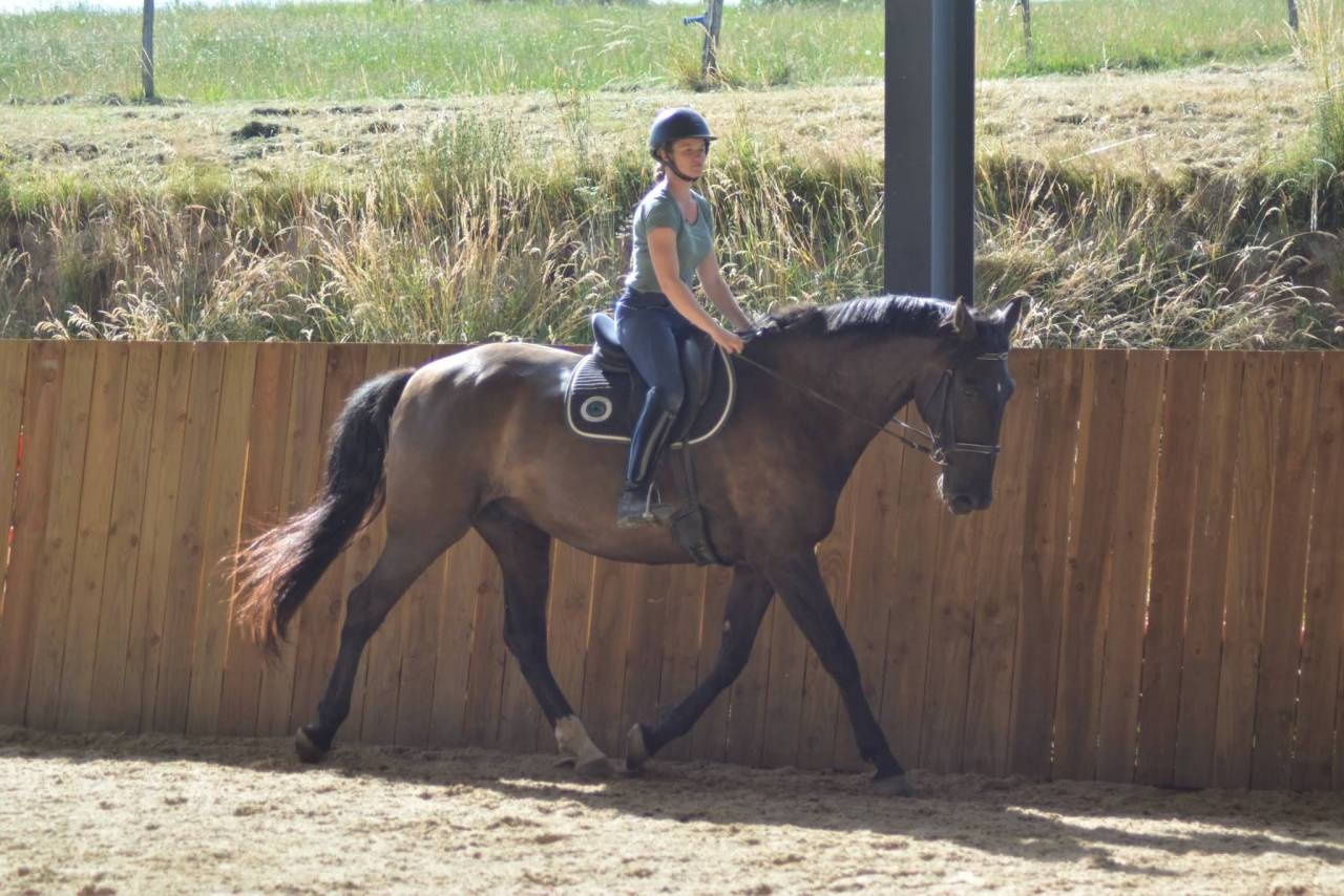 Gelding PRE Pure Spanish Bred For sale 2018 Dark Bay