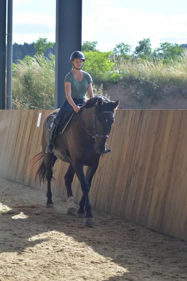 Gelding PRE Pure Spanish Bred For sale 2018 Dark Bay