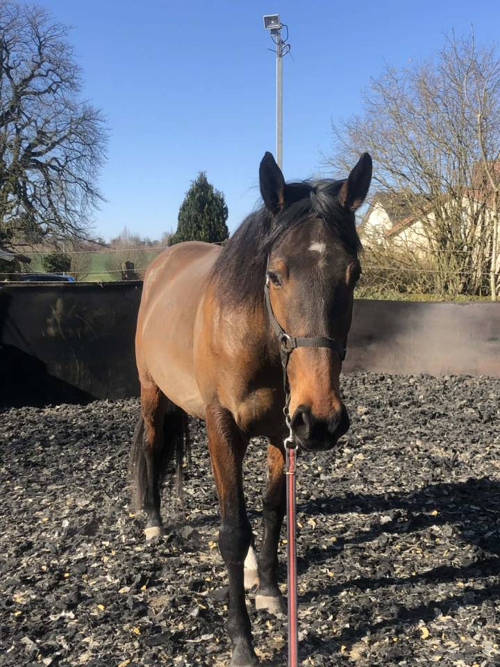 Gelding Thoroughbred For sale 2018 Bay