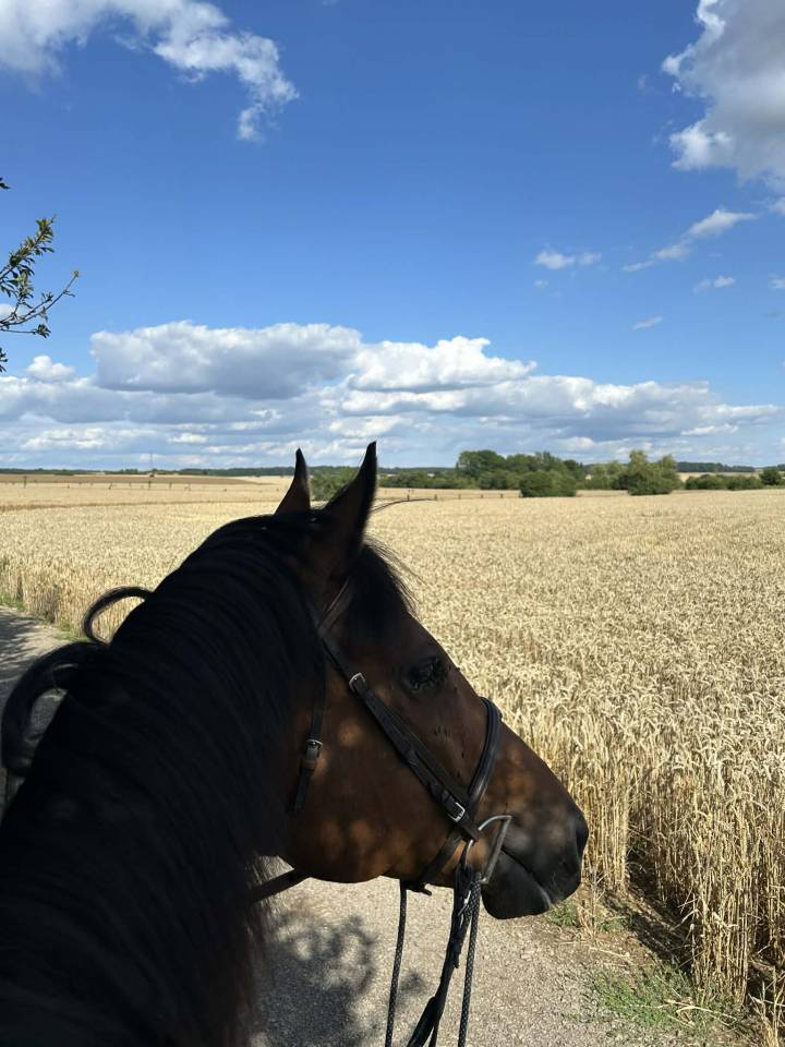 Gelding Thoroughbred For sale 2018 Bay