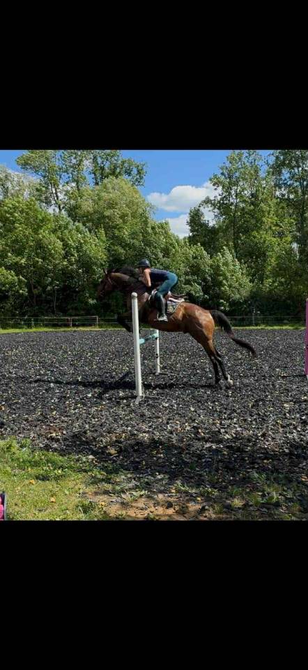 Gelding Thoroughbred For sale 2018 Bay