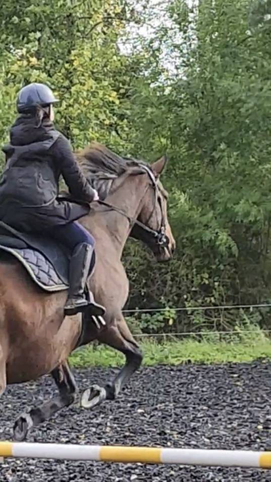 Gelding Thoroughbred For sale 2018 Bay