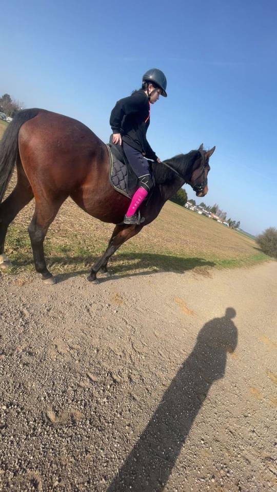 Gelding Thoroughbred For sale 2018 Bay