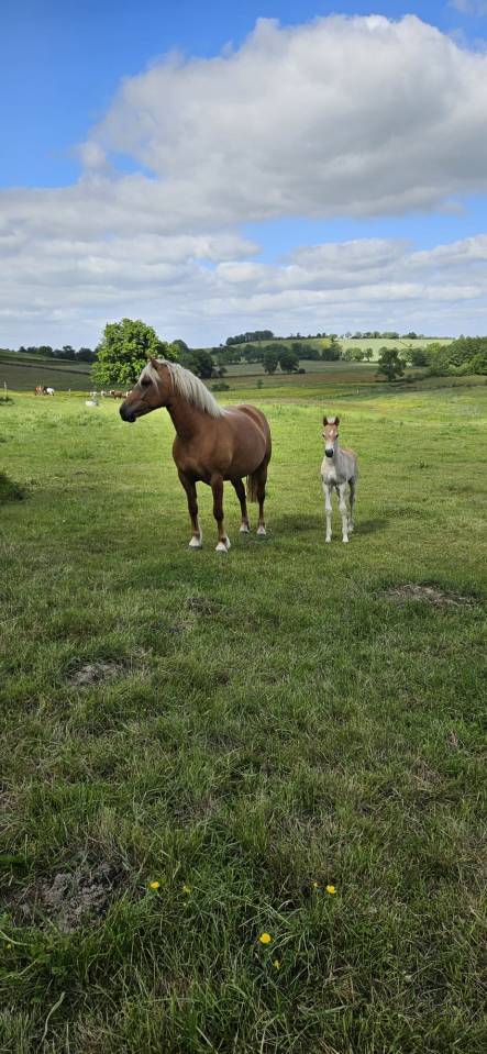 Entire Haflinger For sale 2026 Chesnut