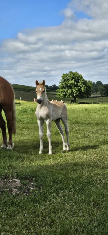 Entire Haflinger For sale 2026 Chesnut