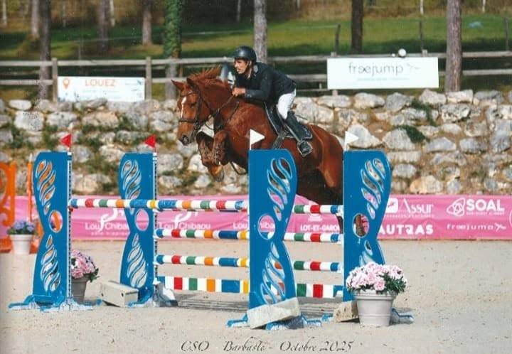 Gelding Selle Fran&ccedil;ais For sale 2018 Chesnut