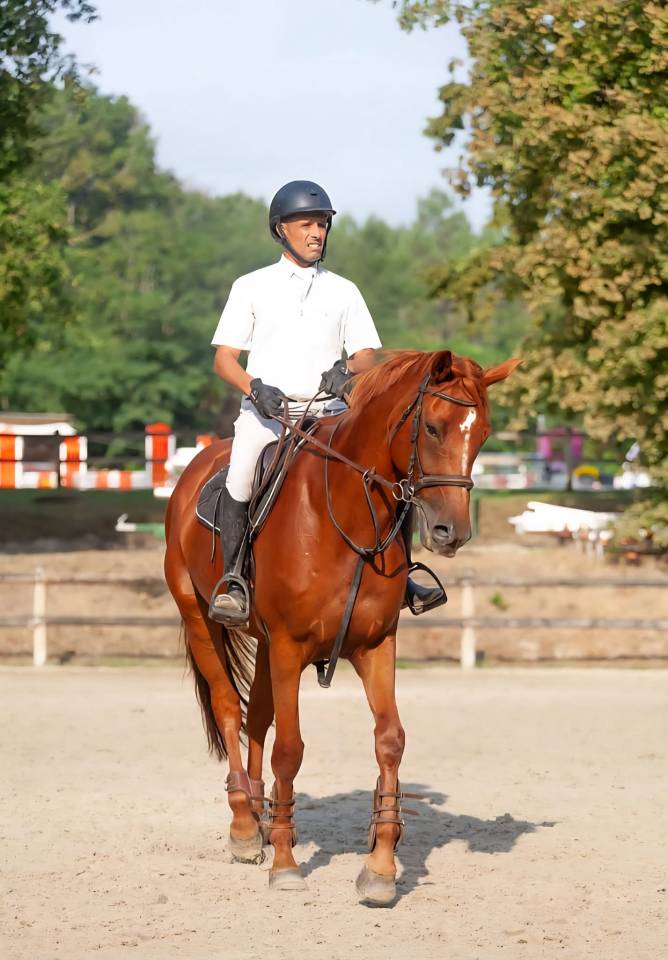 Gelding Selle Fran&ccedil;ais For sale 2018 Chesnut