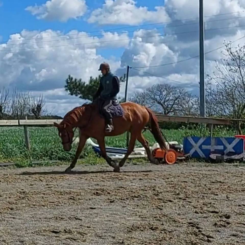 Gelding Selle Fran&ccedil;ais For sale 2018 Chesnut
