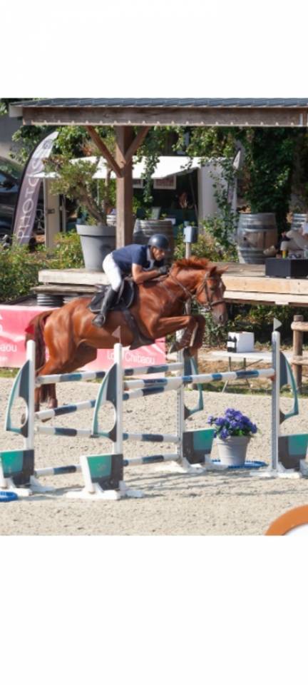 Gelding Selle Fran&ccedil;ais For sale 2018 Chesnut