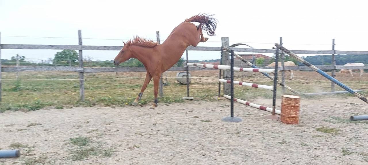Gelding Selle Fran&ccedil;ais For sale 2018 Chesnut