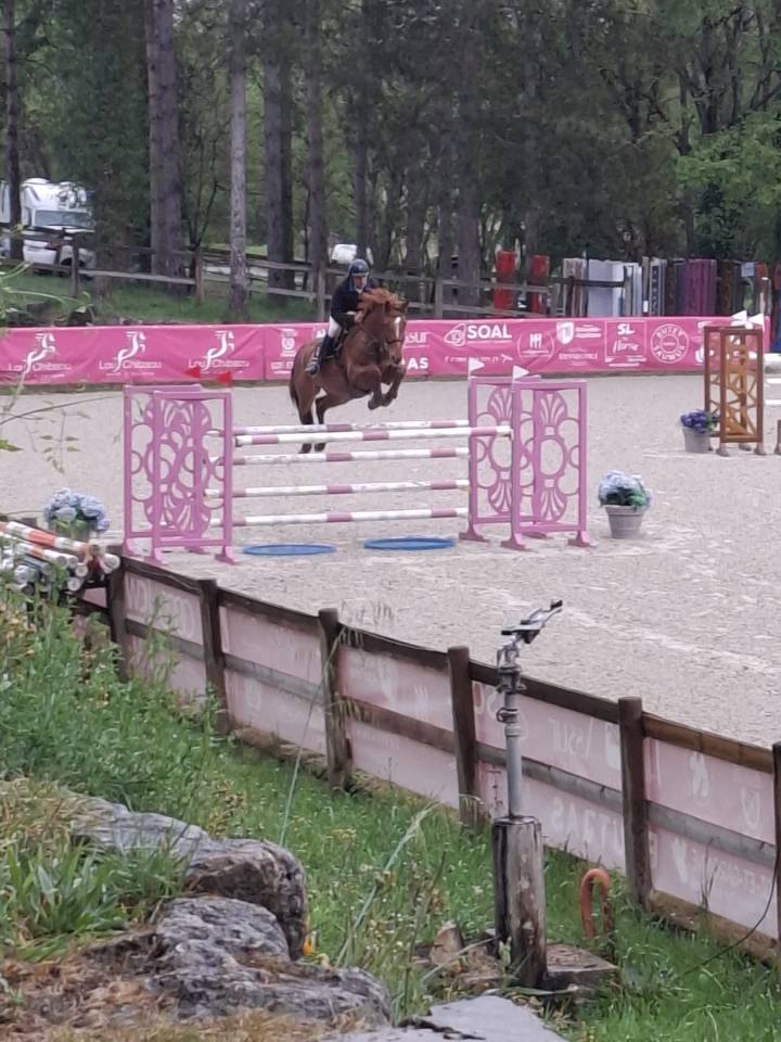 Gelding Selle Fran&ccedil;ais For sale 2018 Chesnut