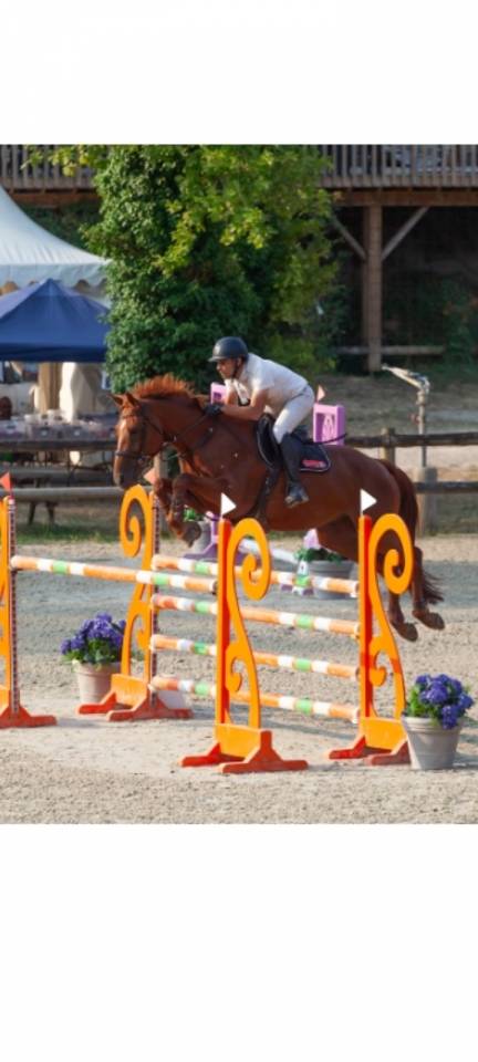 Gelding Selle Fran&ccedil;ais For sale 2018 Chesnut