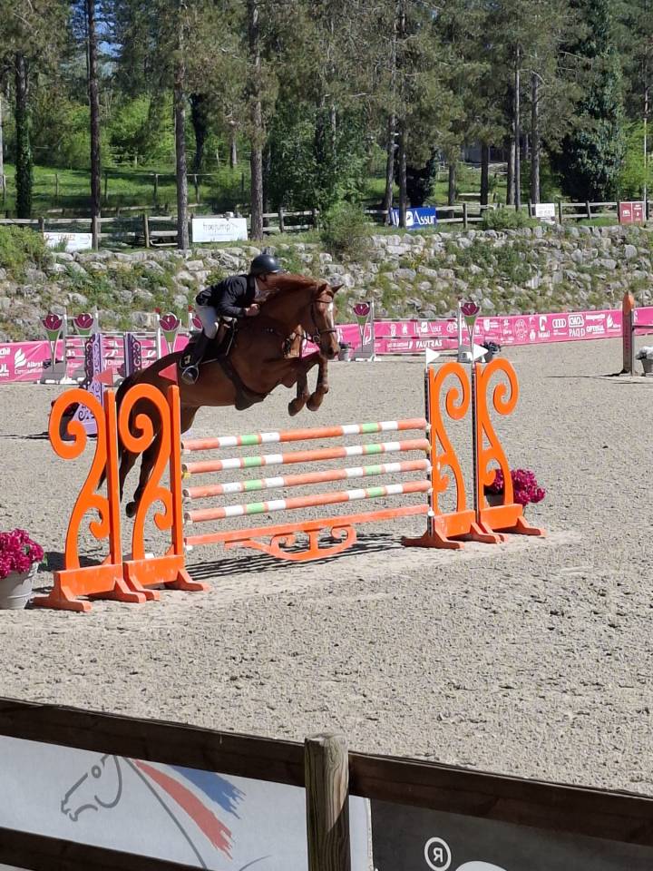 Gelding Selle Fran&ccedil;ais For sale 2018 Chesnut