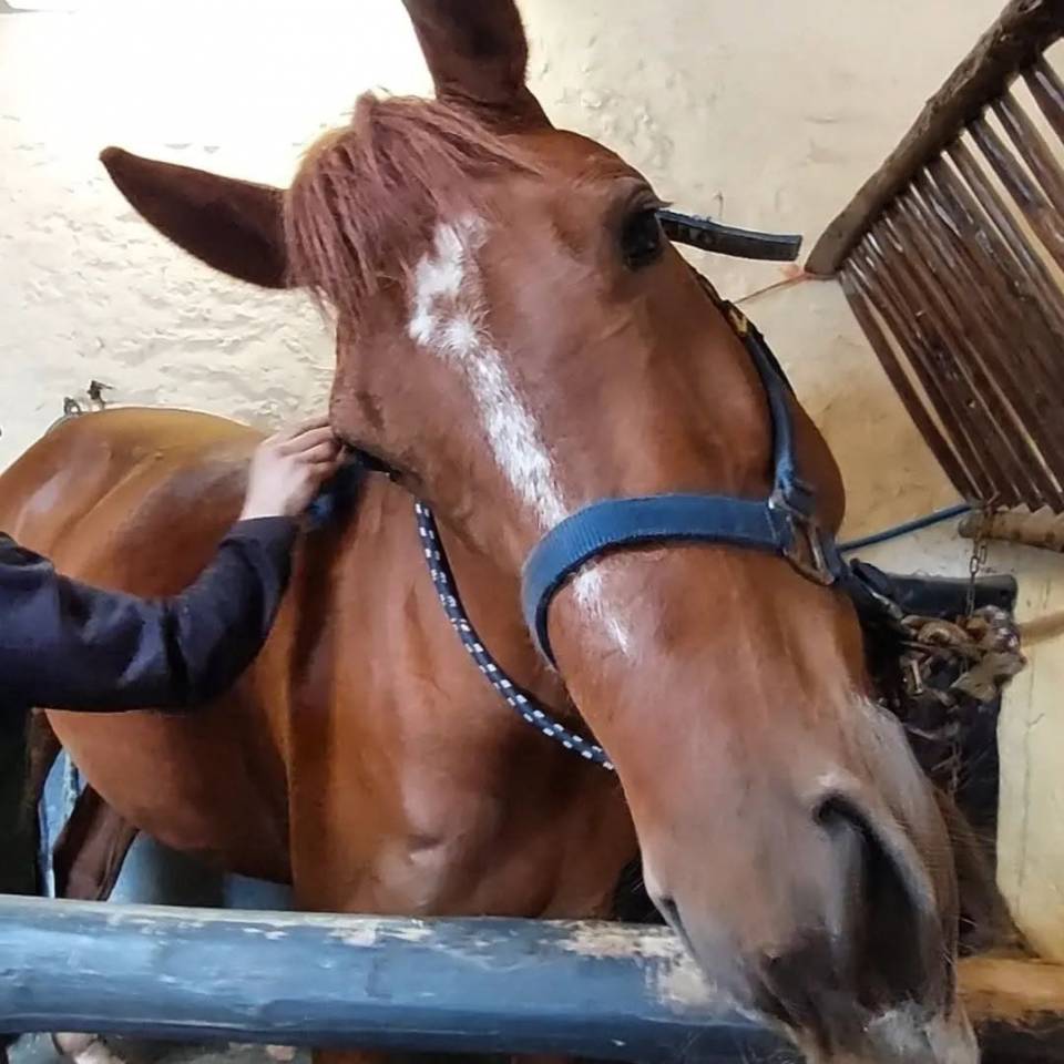 Gelding Selle Fran&ccedil;ais For sale 2018 Chesnut