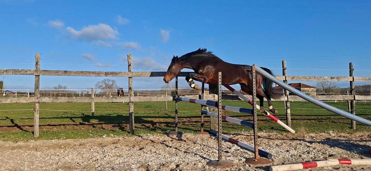 Mare Welsh Part Bred For sale 2020 Dark Bay