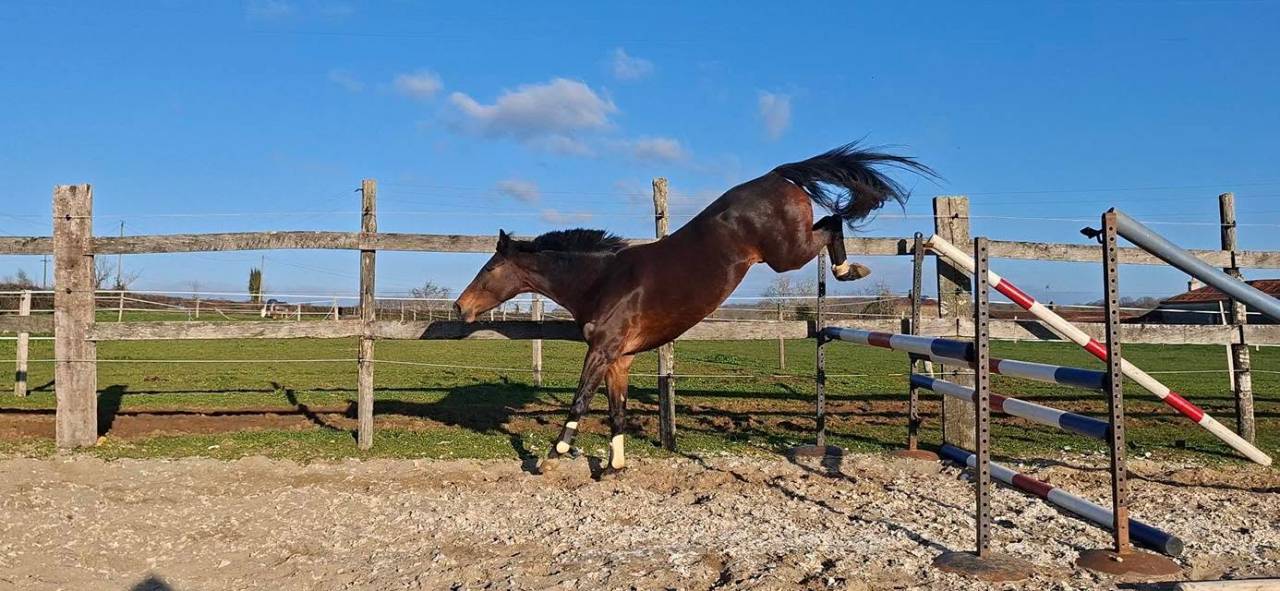 Mare Welsh Part Bred For sale 2020 Dark Bay
