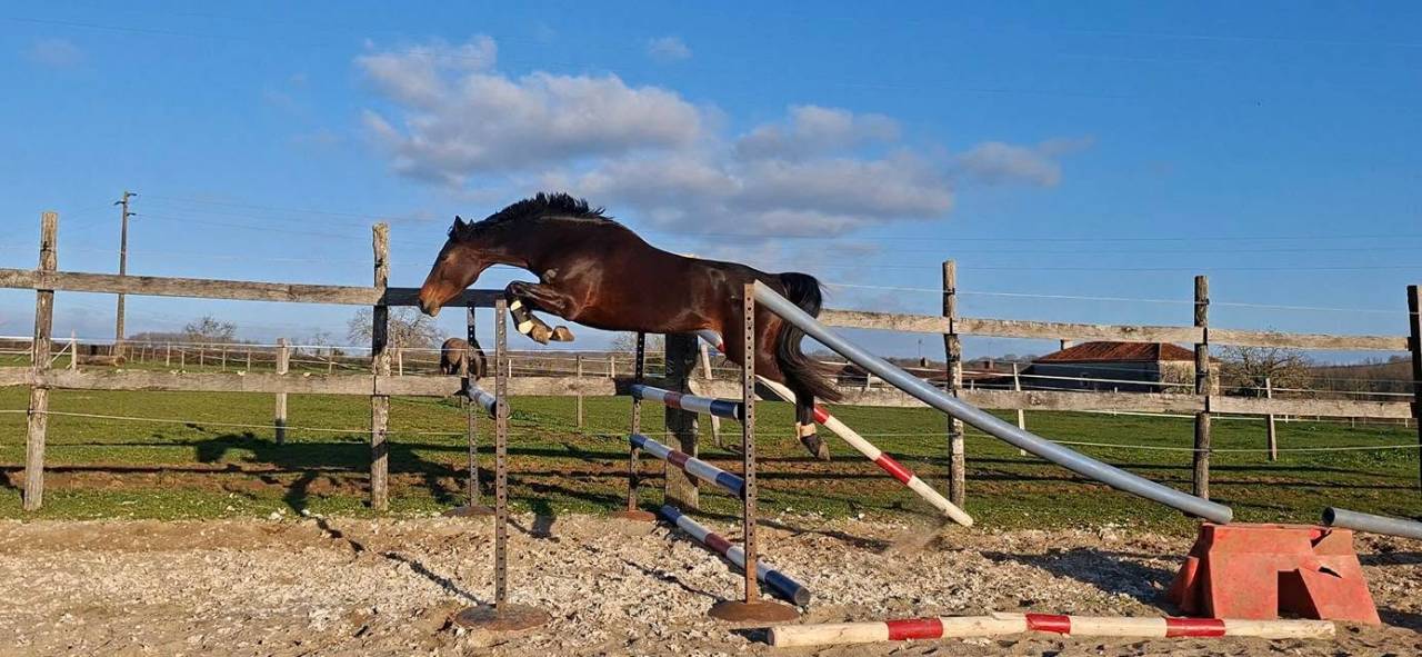 Mare Welsh Part Bred For sale 2020 Dark Bay