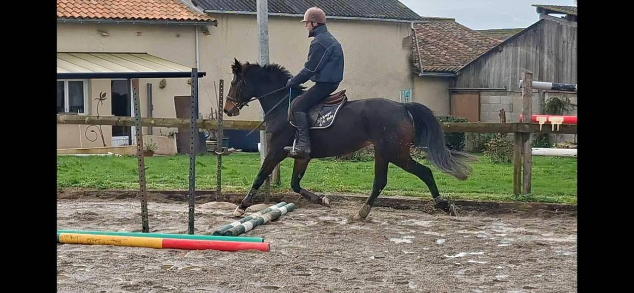 Mare Welsh Part Bred For sale 2020 Dark Bay