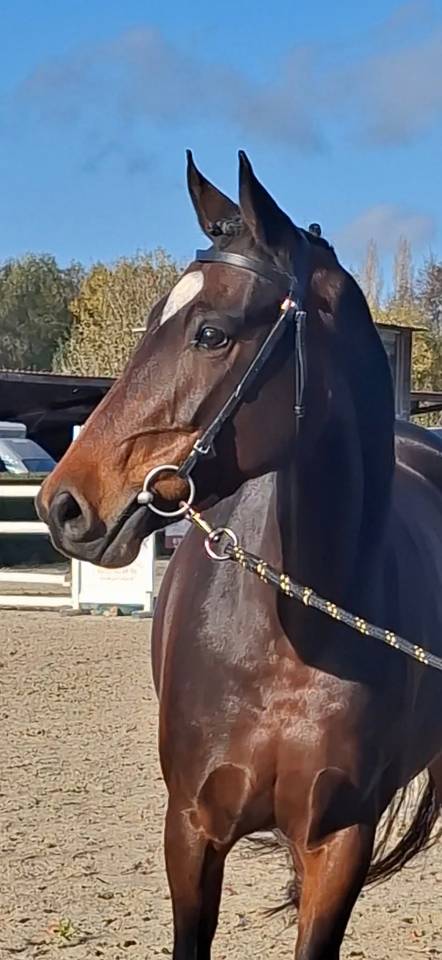 Mare Welsh Part Bred For sale 2020 Dark Bay