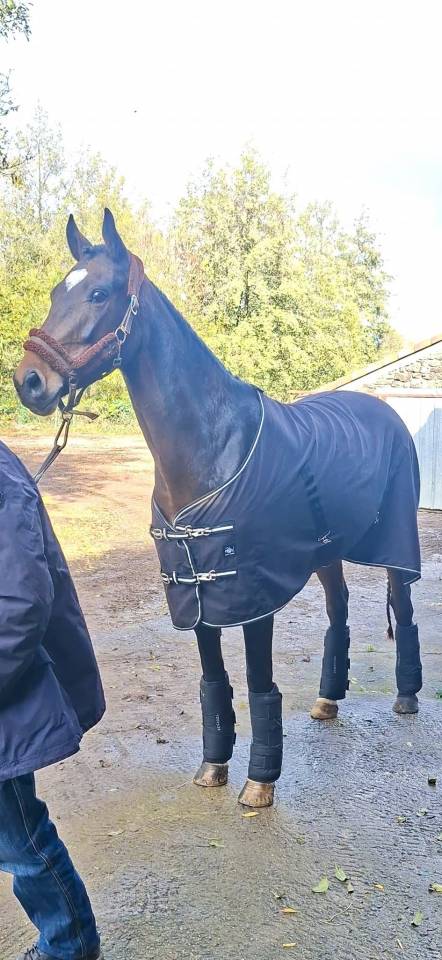 Mare Welsh Part Bred For sale 2020 Dark Bay