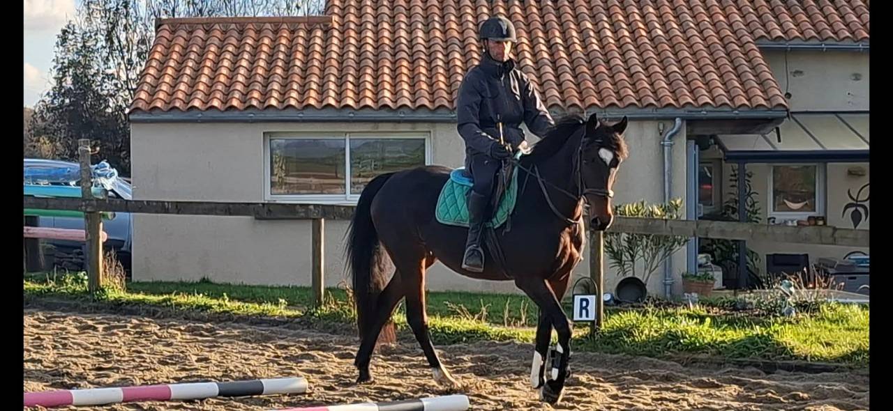 Mare Welsh Part Bred For sale 2020 Dark Bay