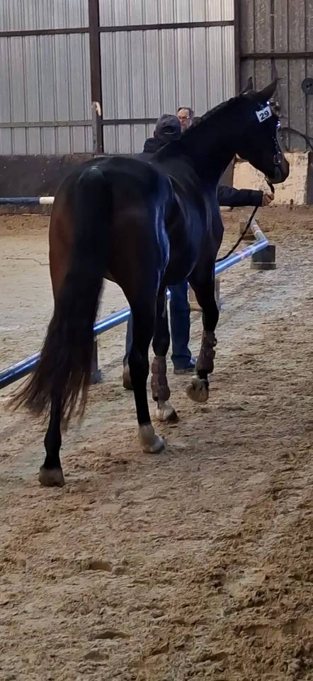Mare Welsh Part Bred For sale 2020 Dark Bay