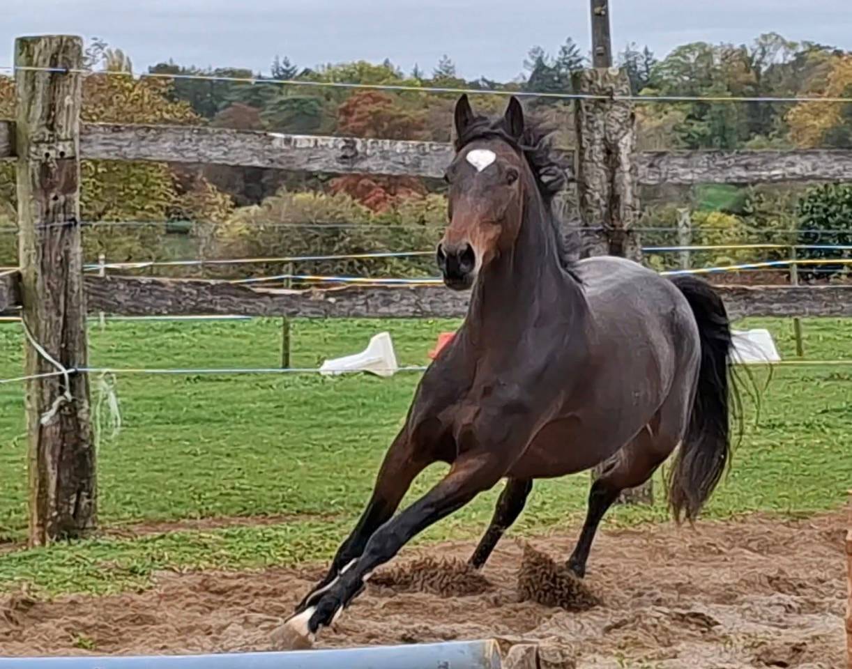 Mare Welsh Part Bred For sale 2020 Dark Bay