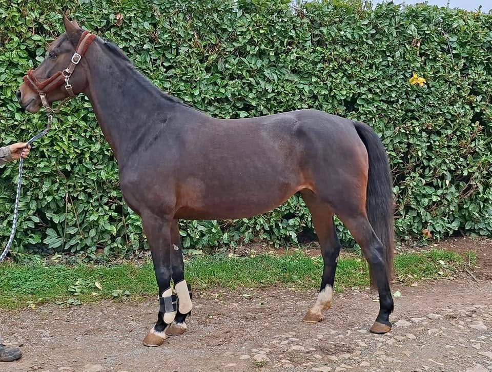 Mare Welsh Part Bred For sale 2020 Dark Bay
