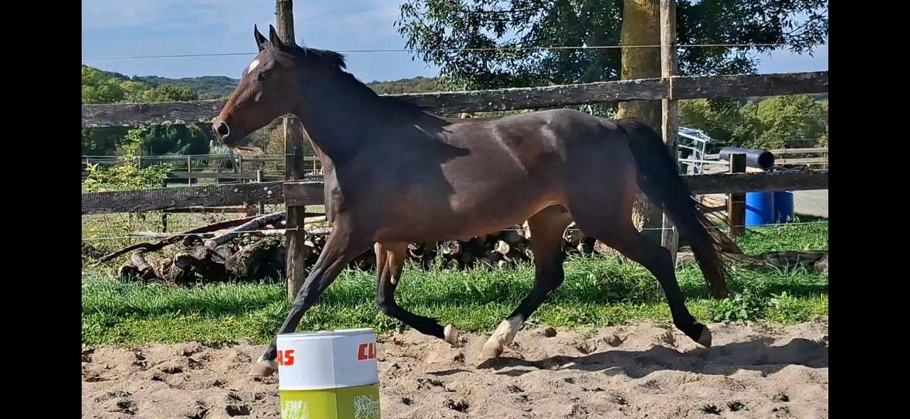 Mare Welsh Part Bred For sale 2020 Dark Bay