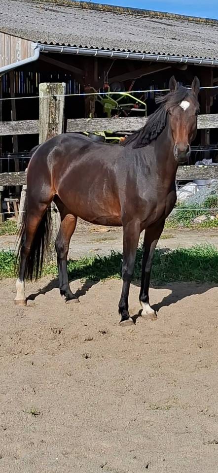 Mare Welsh Part Bred For sale 2020 Dark Bay