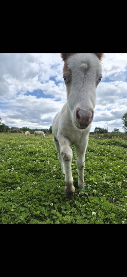 Colt Shetland Pony For sale 2026 Sorrel