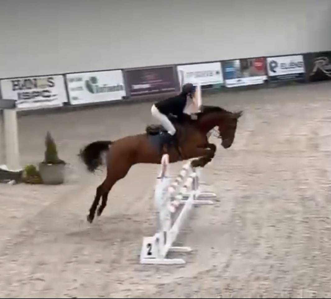 Mare BWP Belgian Warmblood For sale 2020 Bay