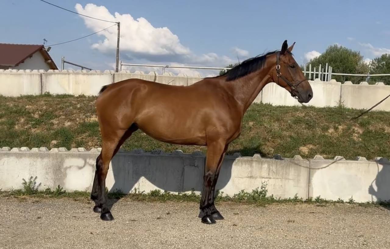 Mare BWP Belgian Warmblood For sale 2020 Bay