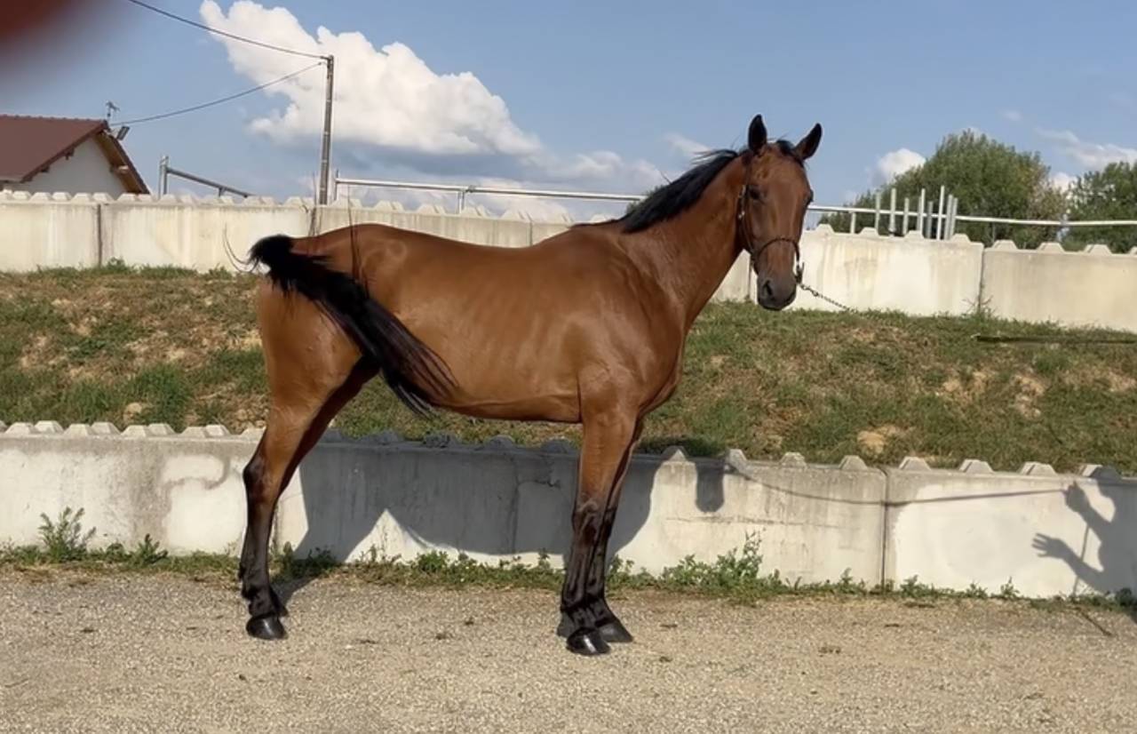 Mare BWP Belgian Warmblood For sale 2020 Bay