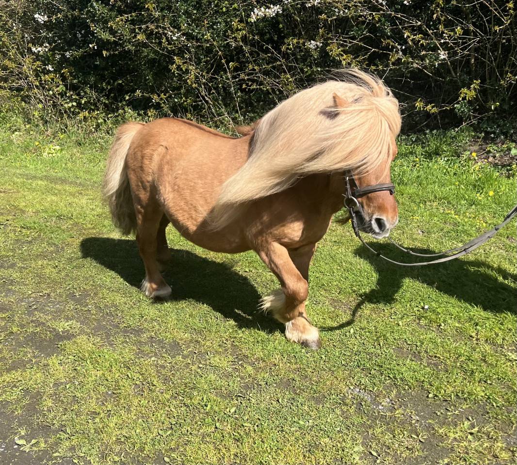 Entire Shetland Pony For sale 2013 Cream