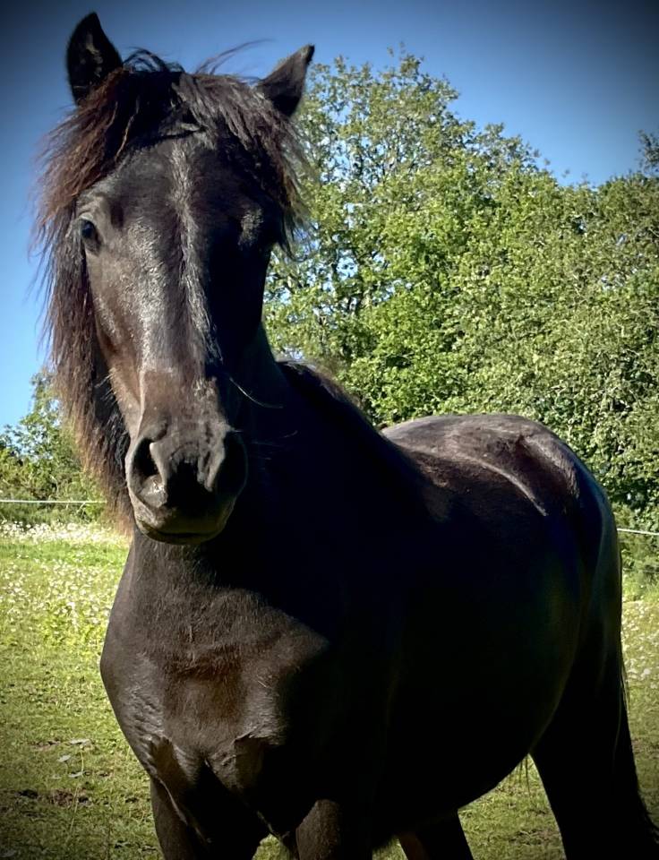 Filly Dartmoor For sale 2025 Black