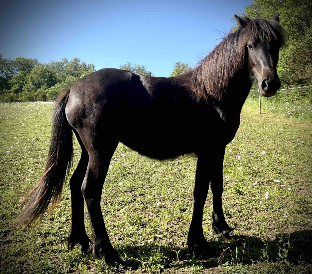 Filly Dartmoor For sale 2025 Black