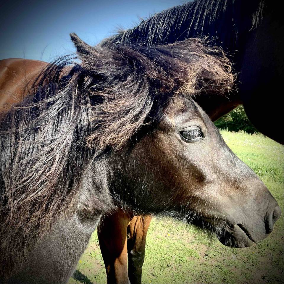 Filly Dartmoor For sale 2025 Black