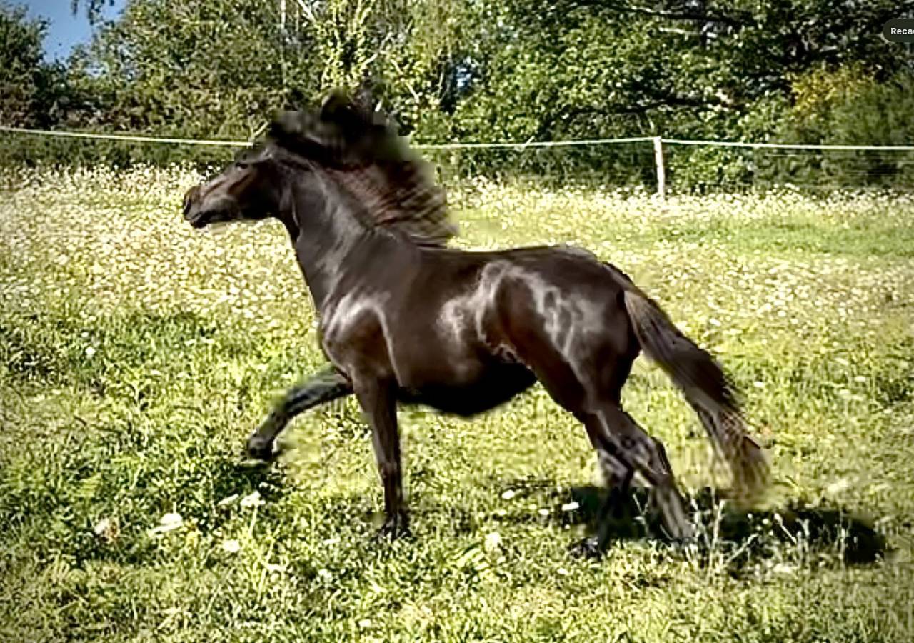 Filly Dartmoor For sale 2025 Black