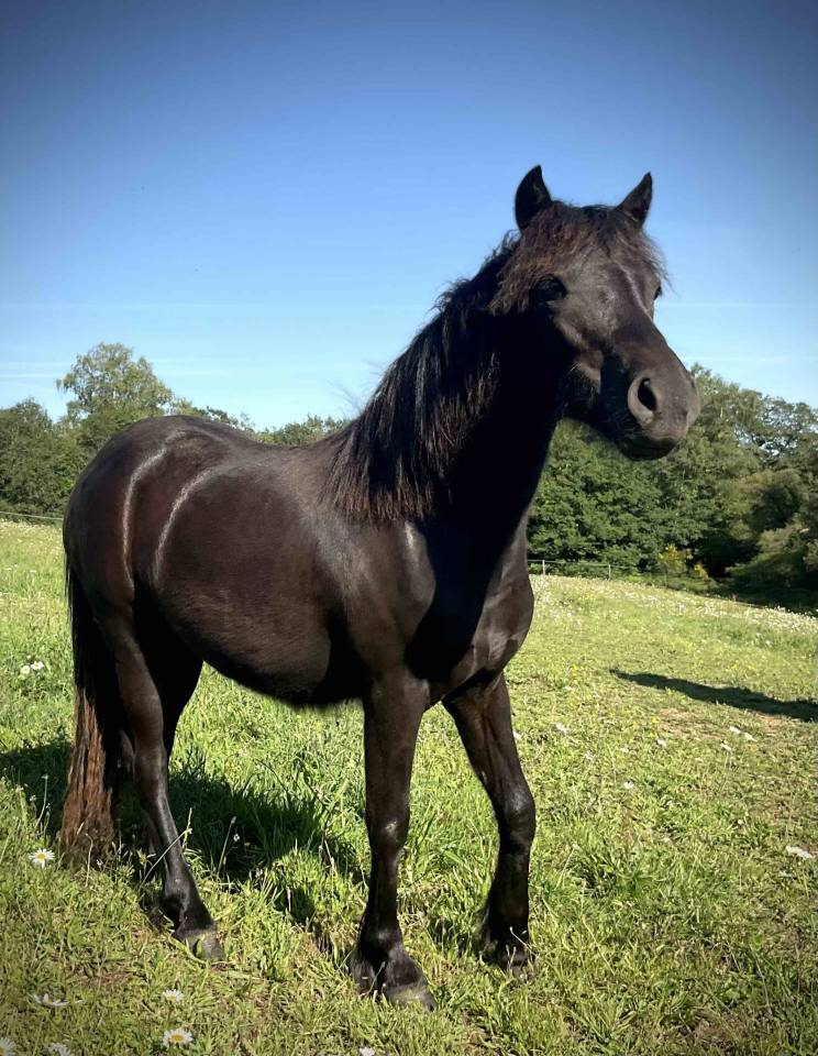 Filly Dartmoor For sale 2025 Black