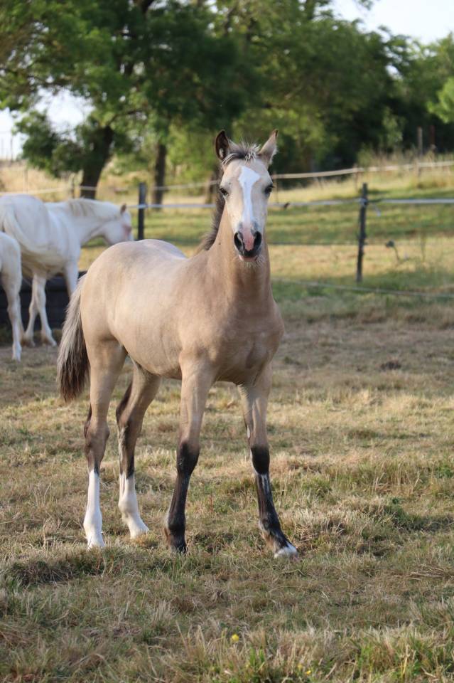 Filly Welsh Pony (Section D), Welsh Cob For sale 2026 Buckskin
