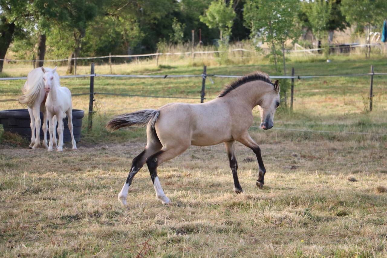 Filly Welsh Pony (Section D), Welsh Cob For sale 2026 Buckskin
