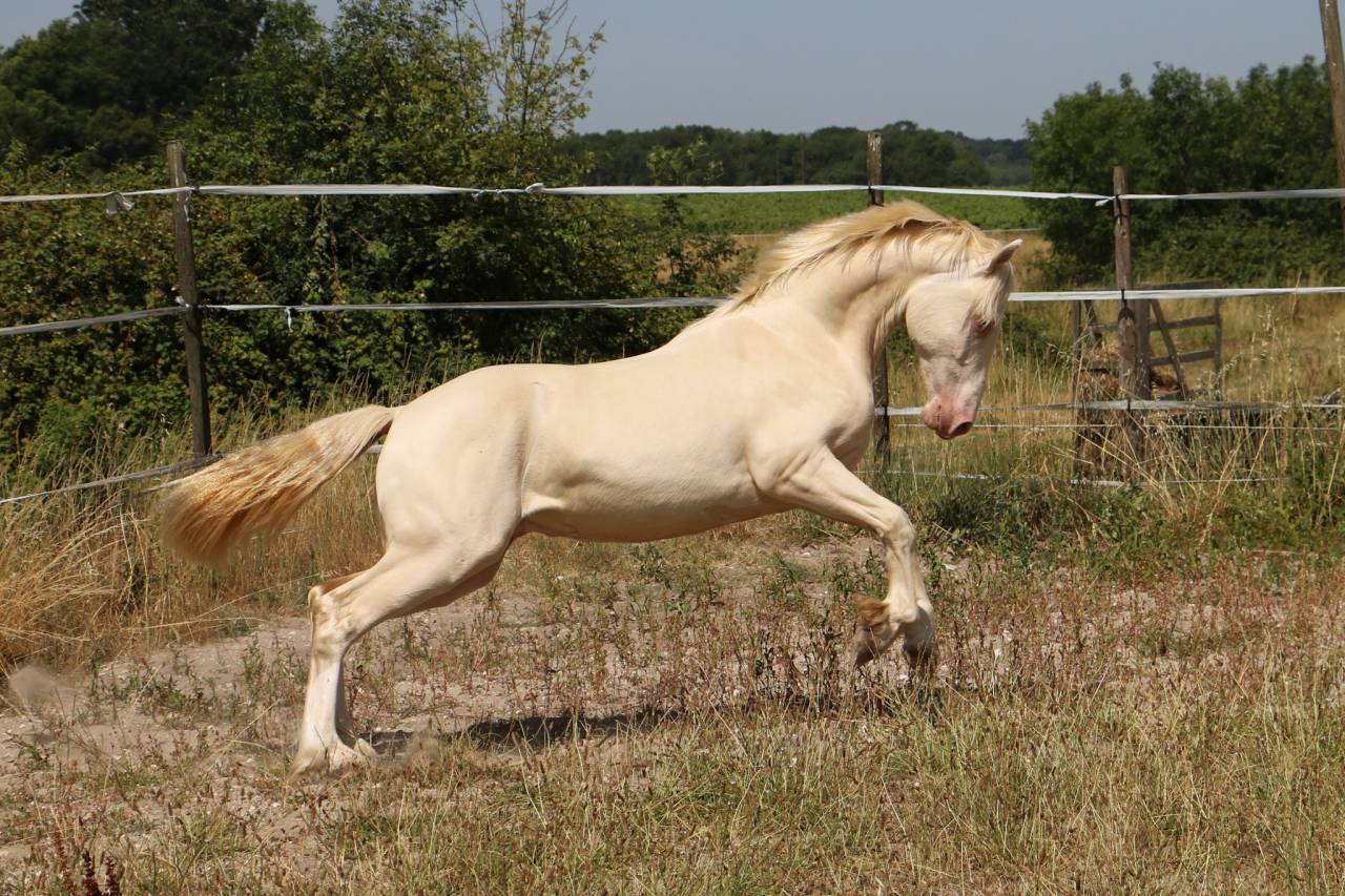 Entire Welsh Pony (Section D), Welsh Cob For sale 2025 Perlino