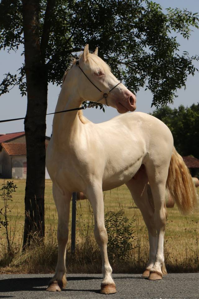 Entire Welsh Pony (Section D), Welsh Cob For sale 2025 Perlino