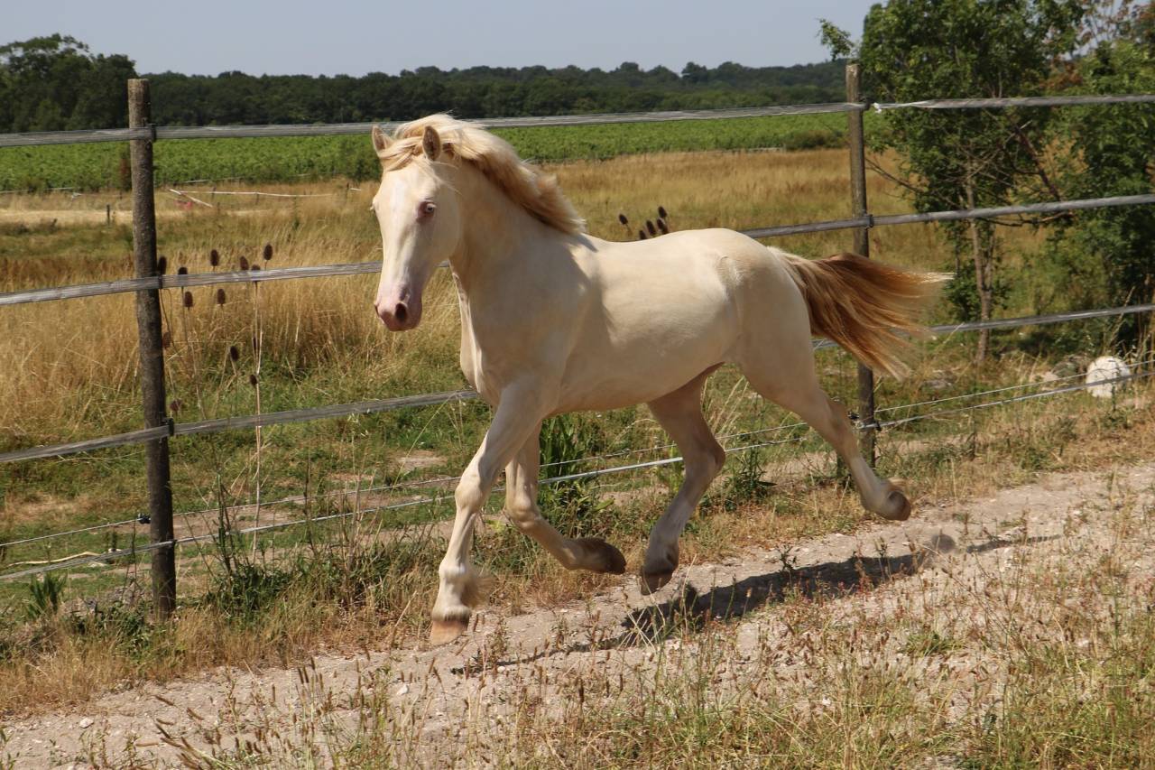 Entire Welsh Pony (Section D), Welsh Cob For sale 2025 Perlino